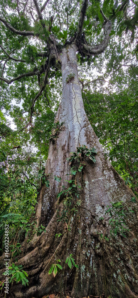 Fototapeta premium A big tree seen on a river boat tour on the Guama River at Belem do Para, a city on the north area of Brazil.