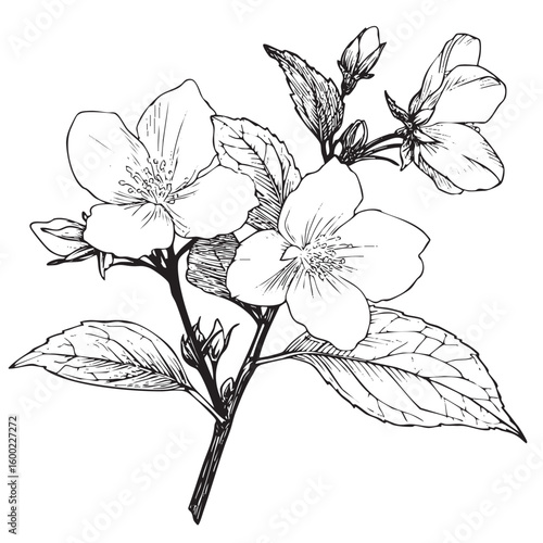 Detailed sketch of blooming jasmine flowers for art and design