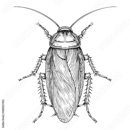 Detailed illustration of a cockroach anatomy for educational purposes