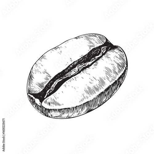 Detailed sketch of a coffee bean for culinary design projects