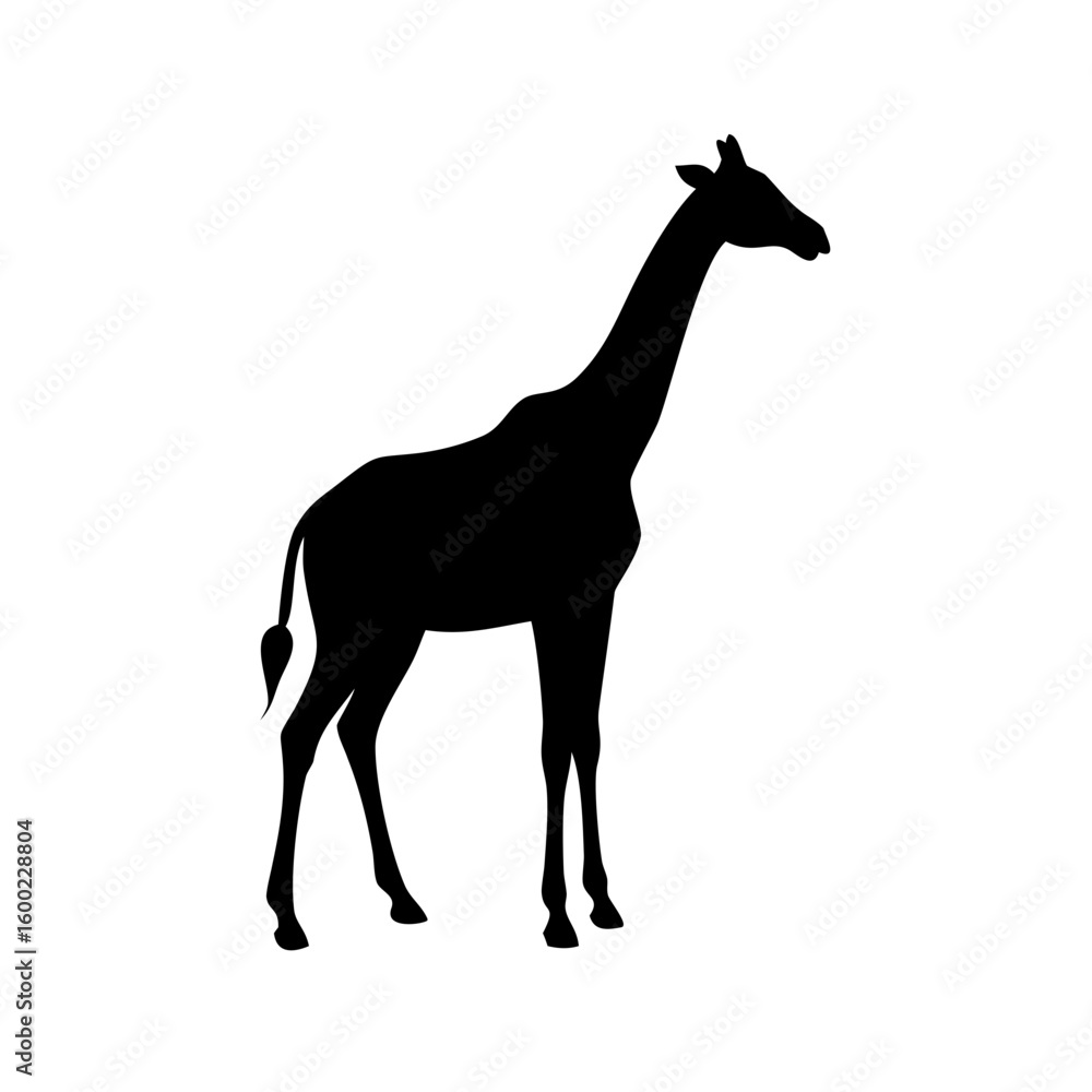 Fototapeta premium Giraffe Wildlife Silhouette