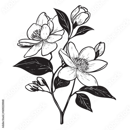 Jasmine flower branch with blossoms and buds for artistic design