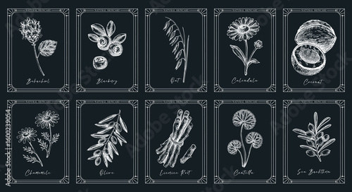 Organic cosmetic natural ingredients vintage label templates set. Medicinal plants hand drawn vector illustrations. Skin care design elements on chalkboard. NOT AI generated
