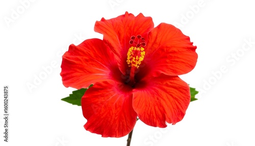 Vibrant red hibiscus flower, close-up