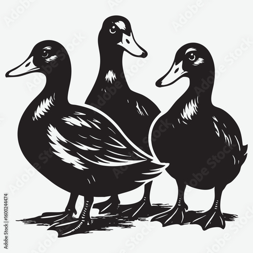 Three black ducks standing together waterfowl birds