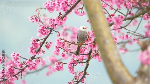 White-headed bulbul bird on a cherry blossoms branch