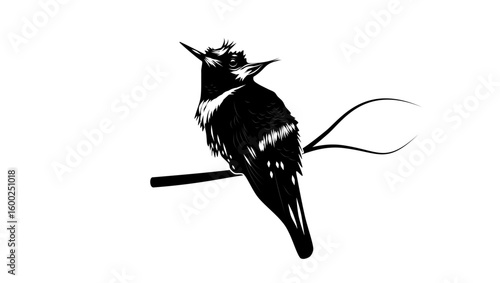 White-crested Coquette bird, black isolated silhouette