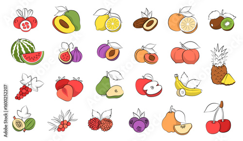 Citrus and Exotic Fruits. Engraved Botanical Vintage Fruit Sketches, Illustrations, Element farming