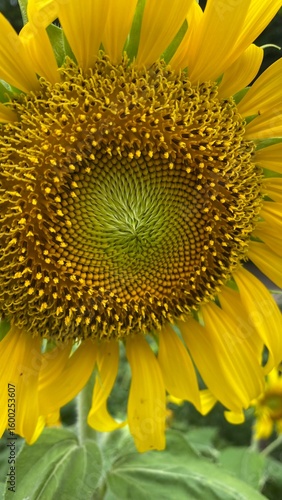 sunflower close up