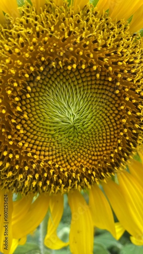 sunflower close up