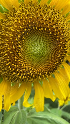 sunflower in the garden