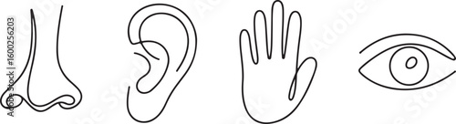 Human Senses Line Art Vector Illustration Set Nose Ear Hand Eye Outline