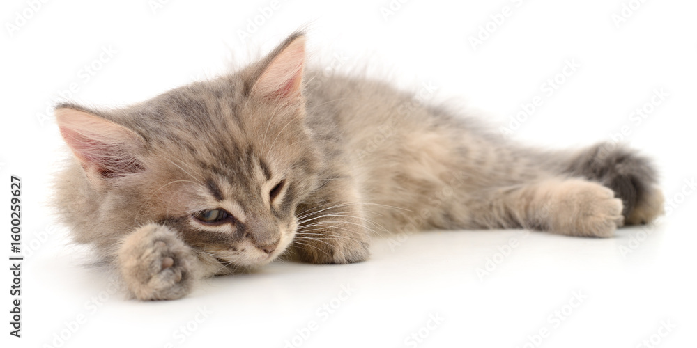 Kitten on white background. Kitten on white background.