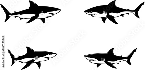 four vectors of sharks, black and white
