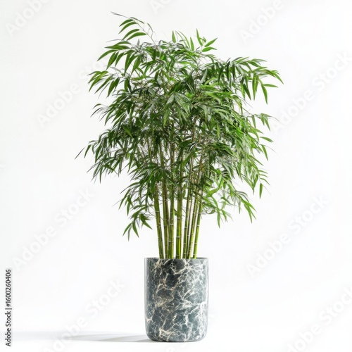 Green bamboo plant in stylish marble pot.