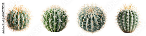 Wallpaper Mural Variety of Round Cactus Plants Isolated on White Background Torontodigital.ca