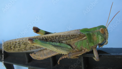 Locust close up