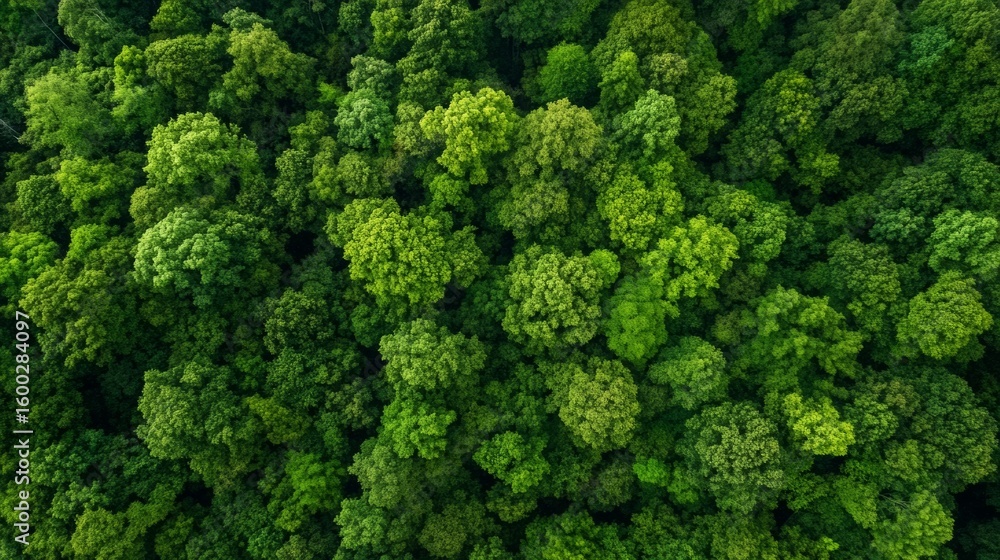 Fototapeta premium view from helicopter flying over forest canopy, crisp colors