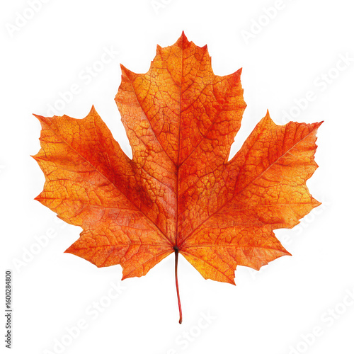 Orange maple leaf isolated on transparent background