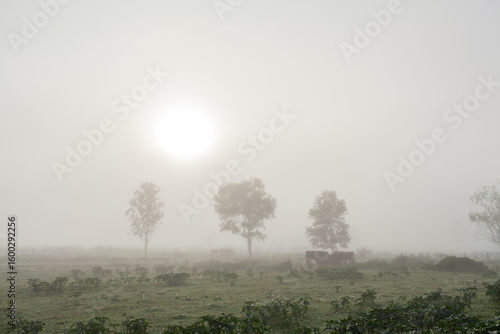 Wallpaper Mural shadowed cattle and trees in misty foggy farm paddock on dewy autumn morning Torontodigital.ca