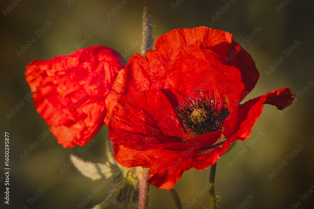 Obraz premium Field poppies against a blurred background on a sunny day in June.
