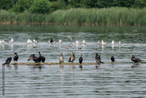 kormorany stojące w wodzie i suszące skrzydła na tle zielonej roślinności tataraku