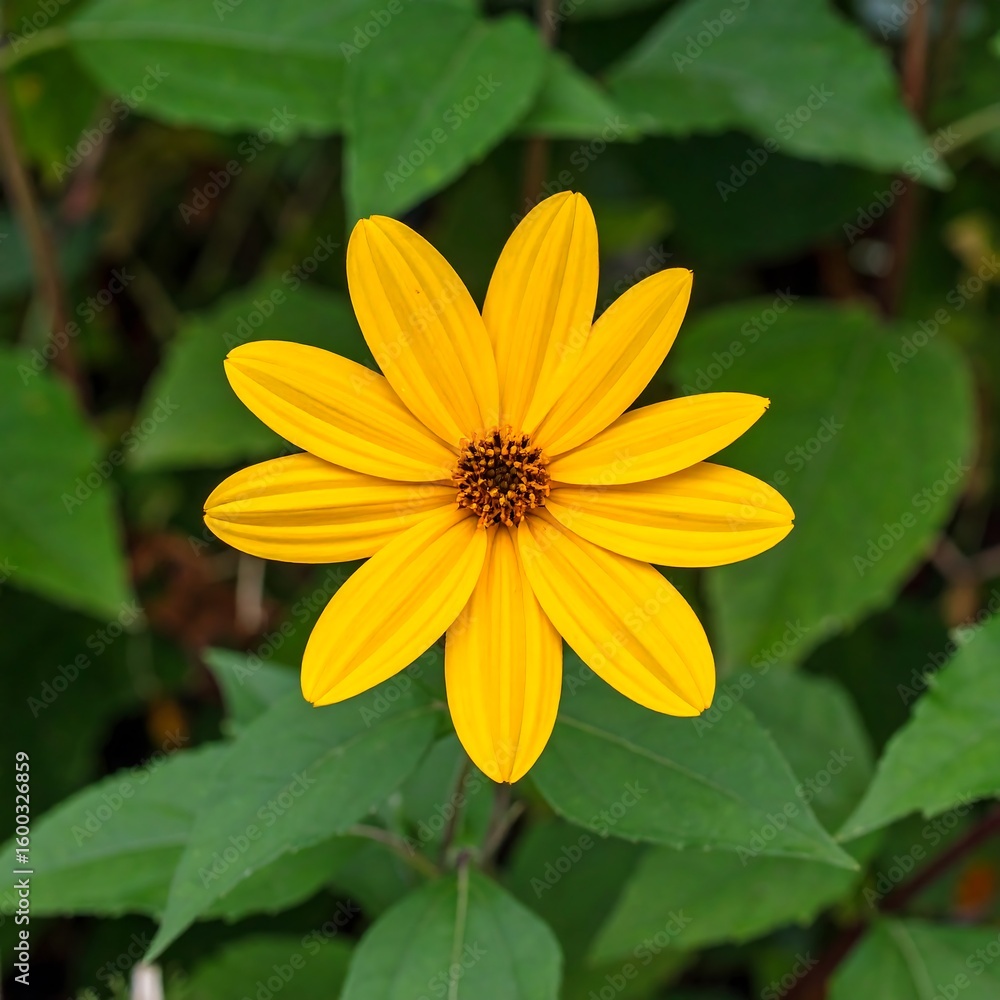 Bright yellow flower Bright yellow flower