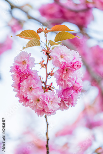 U-Shaped Pink Cherry Blossom Flowers with Leaves - Uniquely Shaped Flowers