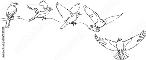 Bird in flight sequence sketch showing different stages of wing movement and landing