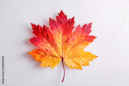 A stunning maple leaf displays vibrant shades of red and yellow, resting elegantly on a soft, light background, showcasing autumn's beauty.