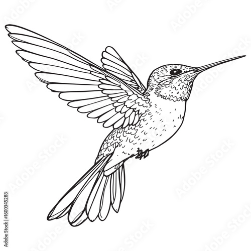 Black chinned Hummingbird line art elegant swift nectar feeder