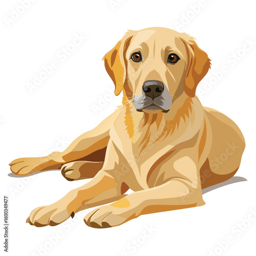 A gentle golden labrador retriever, lying down peacefully and contentedly, on a clean white background, radiating calm.