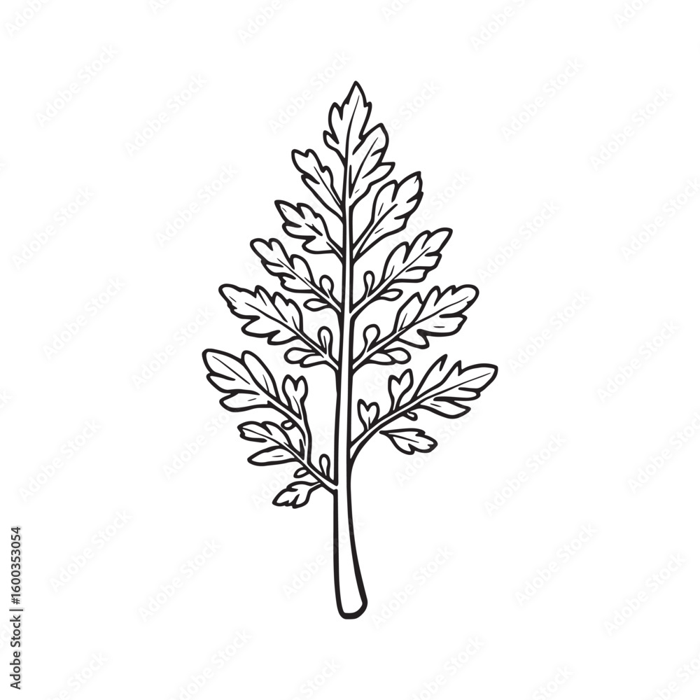 Fototapeta premium Cedar Leaves line art simple clean organic artistic style