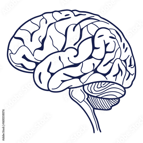 Dark blue brain outline on white human brain neurology
