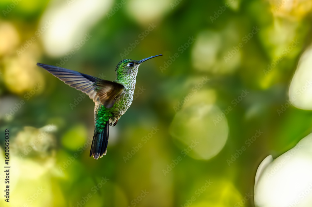 Fototapeta premium Sparkling violetear (Colibri coruscans) Ecuador