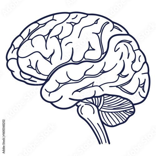 Stylized brain outline human brain anatomy