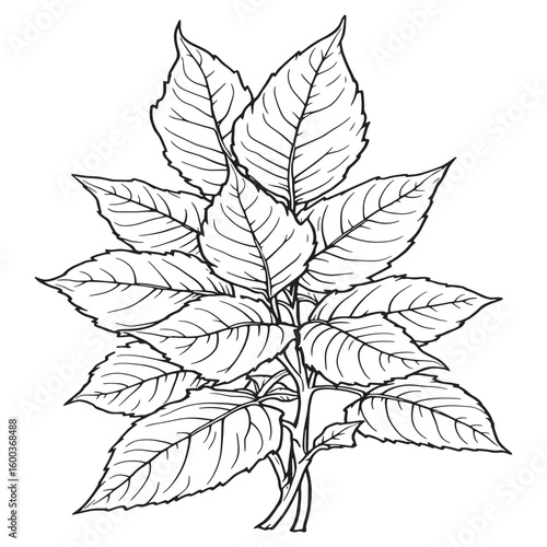 Fresh Curry Leaves line art design for packaging
