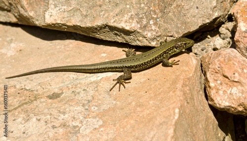 lizard on the stone