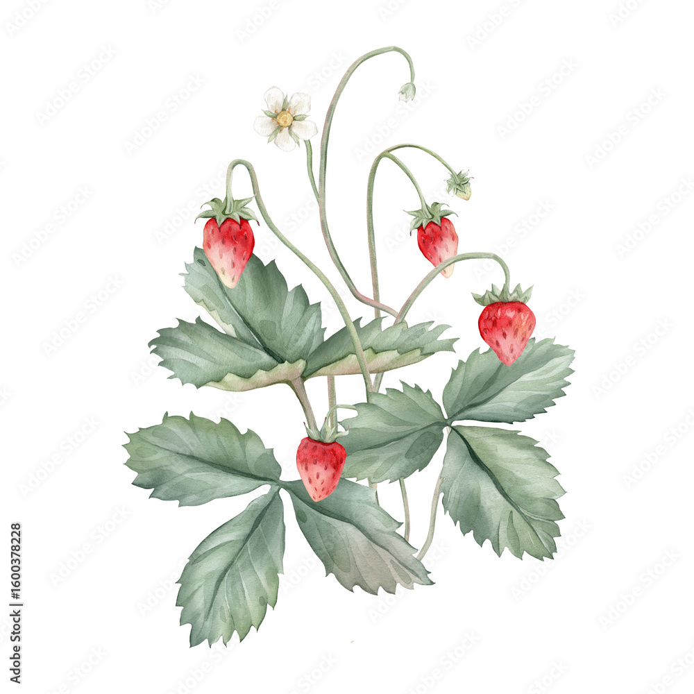 Composition with Wild Strawberry branches and white flower . Hand drawn watercolor illustration of Woodland strawberry plant green leaves and red wild berries on isolated background. Composition with Wild Strawberry branches and white flower . Hand drawn watercolor illustration of Woodland strawberry plant green leaves and red wild berries on isolated background.