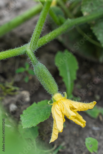 natural cucumbers on the plantation for a healthy diet. vegetarian diet for maintaining health. small gherkins ripen on farm. organic vegetables are grown by hand in a greenhouse. cucumber blooms