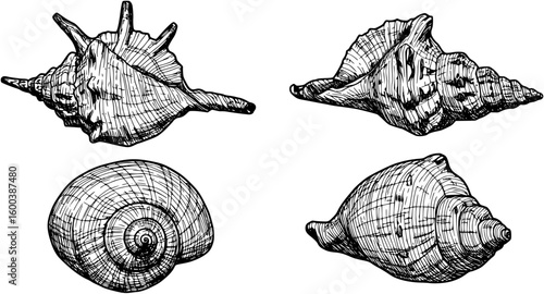 Four vector drawings of a sea shell, black and white
