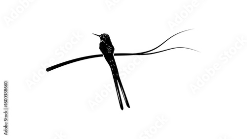 Violet-tailed Sylph bird, black isolated silhouette