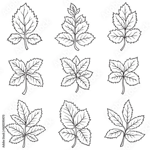 Mint leaf line art perfect for organic branding