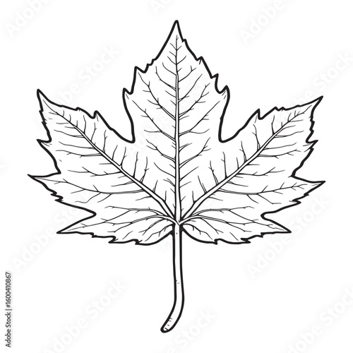 red sugar maple leaf leaves plant line art design creativity