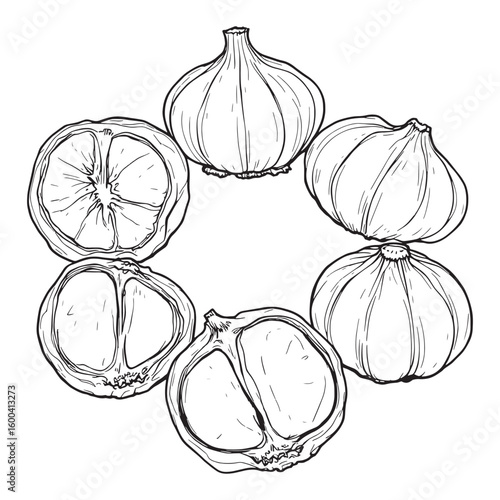 Roasted garlic bulb cut in half golden line art illustration style