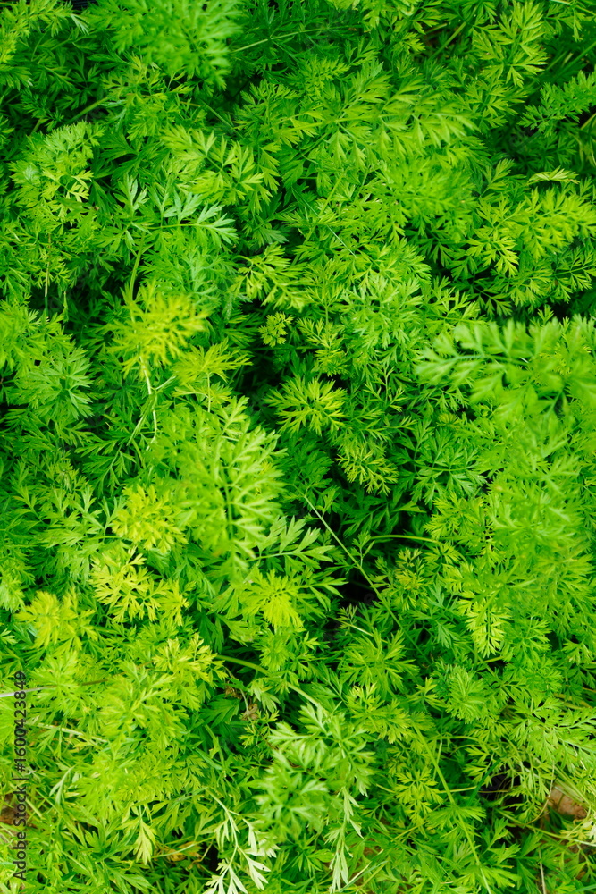 Lush Green Carrot Tops in a Garden Bed Lush Green Carrot Tops in a Garden Bed