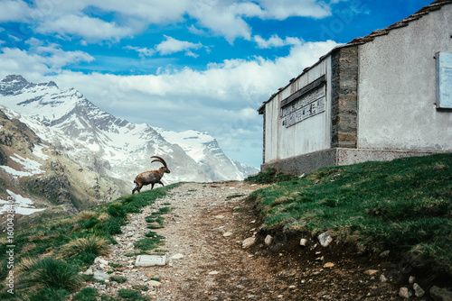 goat in the mountains near a rustic building