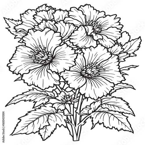 Wallpaper Mural Sweet William line art hand drawn vintage bloom Torontodigital.ca