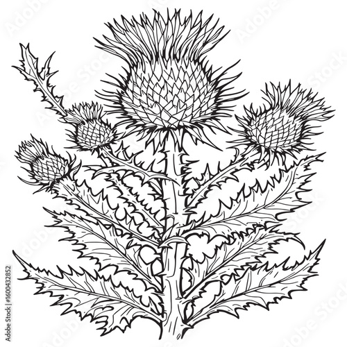 Wallpaper Mural Thistle line art inspired natural elegant floral design Torontodigital.ca