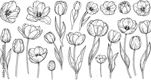 Set of many tulip flowers -black and white vector
